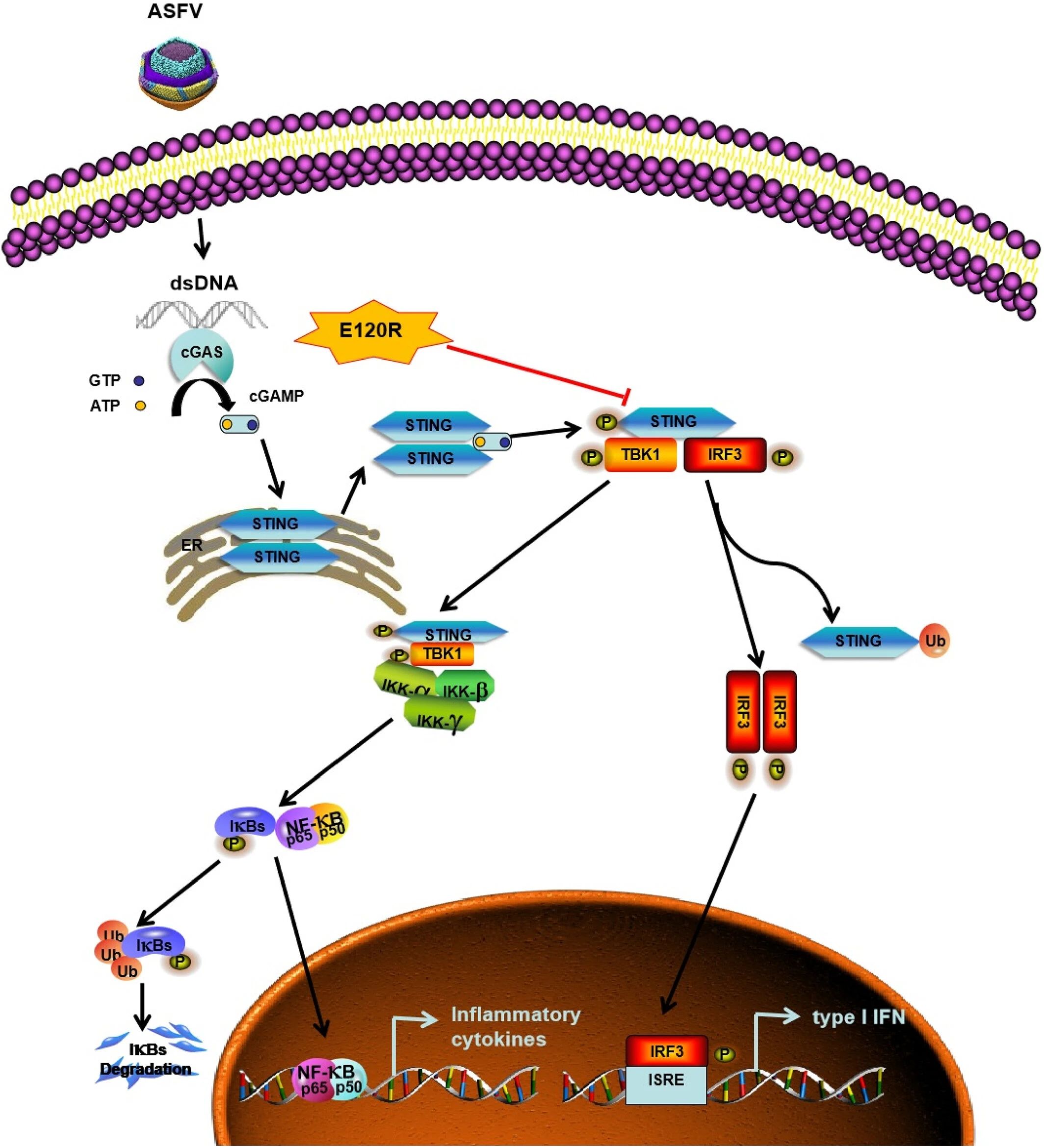 1717479253531706.jpg 1212.jpg