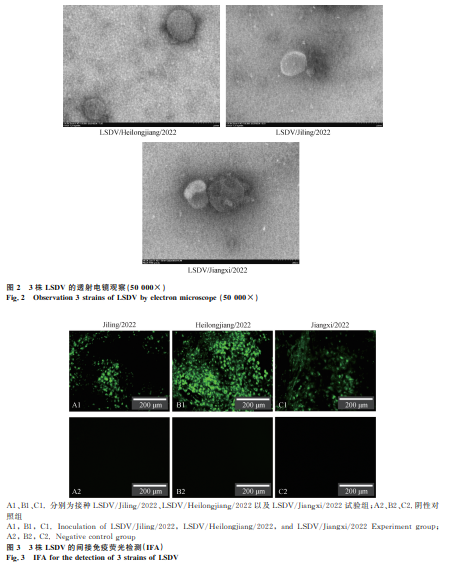 1738820806333511.png 55.png