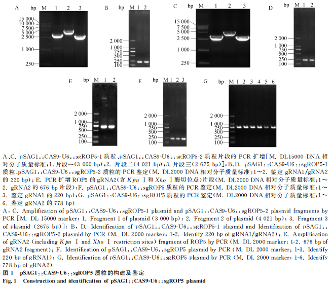 1755052078862829.png 22.png